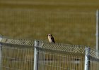 Daurische klauwier (Issabelines shrike) Lanius Isabellinus - Gerkamp te noorden van Yolin Am 23-08-2016 (3)